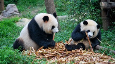 ČÍNA A TIBET V LUXUSNÍM BALENÍ