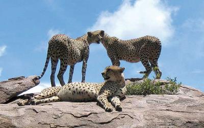 Serengeti | NP Tarangire