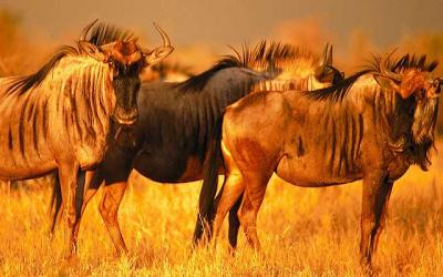 Serengeti | kráter Ngorongoro