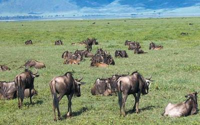 kráter Ngorongoro | kráter Ngorongoro