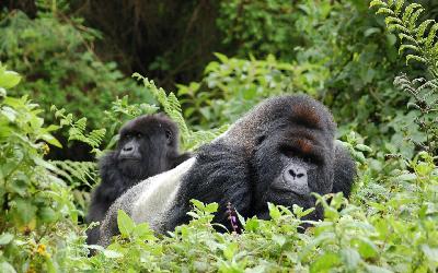 Rwanda | Silverback