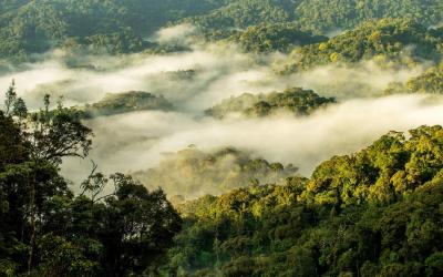 Rwanda - prales Nyungwe | Nyungwe National Park