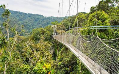 Rwanda - canopy walk v Nyungwe | Nyungwe National Park_Canopy walk