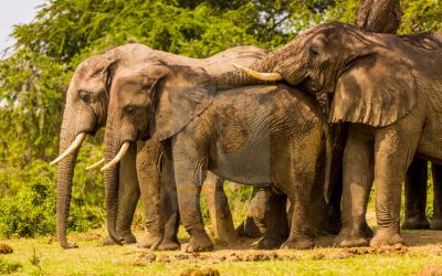 Tanzánie | Lake Manyara