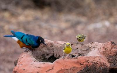 Serengeti | birds-7399167_1920