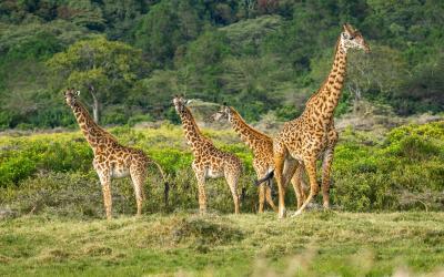 Lake Manyara | giraffes-7498918_1920