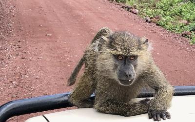 Lake Manyara | IMG_0102