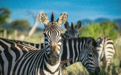 Serengeti | pexels-akos-helgert-82252426-9185433