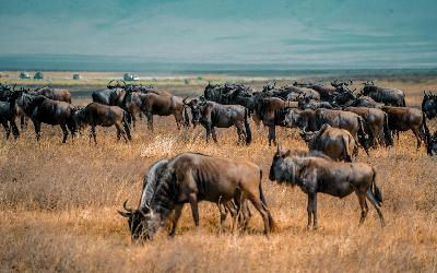 Ngorongoro | pexels-droneafrica-15373902