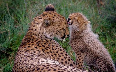 Serengeti | pexels-hsapir-7202617