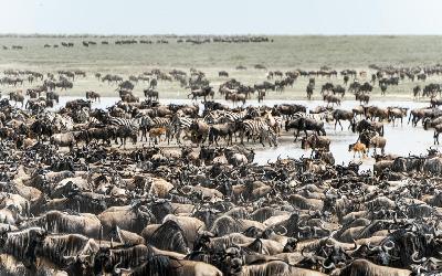 Serengeti - pláně Ndutu | pexels-hugosykes-15815060