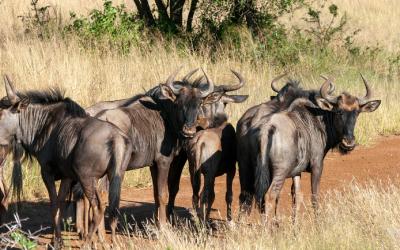 Serengeti | pexels-stewphotography-7126863 (1)