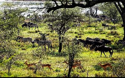 Ngorongoro | tanzania-2629968_1920