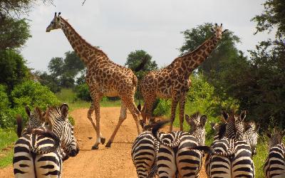 Serengeti | zebras-765885_1920