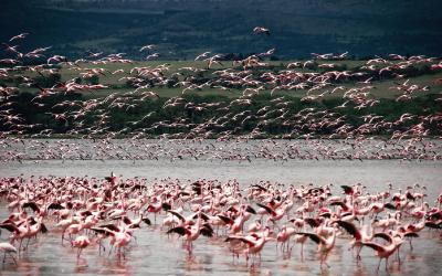 Lake Nakuru | birds-4644652_1920