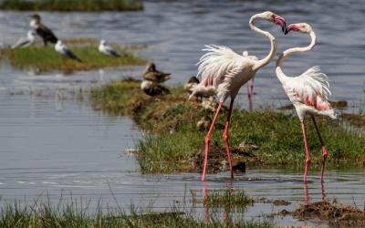 Lake Nakuru | flamingos-279991_1920