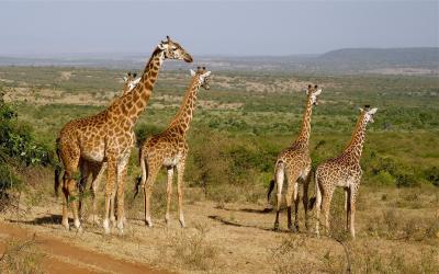 Masai Mara | giraffes-2615089_1920