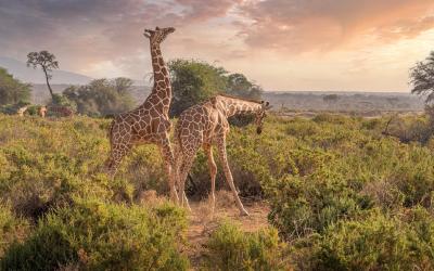 NP Samburu | giraffes-7238815_1920