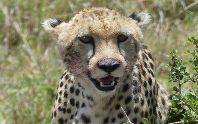 Masai Mara | cheetah-4376081_1920