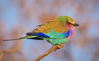 Masai Mara | lilac-breasted-roller-5873634_1920