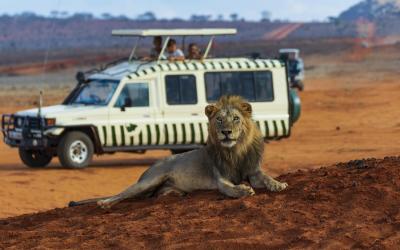 Masai Mara | lion-3940977_1920