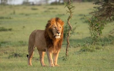 Masai Mara | lion-7750679_1920