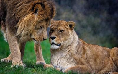 Masai mara | lion-7831966_1920