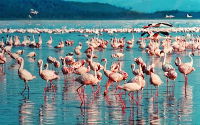 Lake Nakuru  | pink-flamingo-1484781_1920