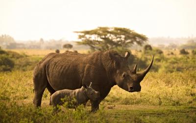 Lake Nakuru | rhino-6065480_1920