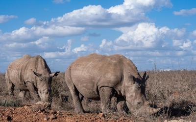 Ol Pejeta | rhino-8293830_1920