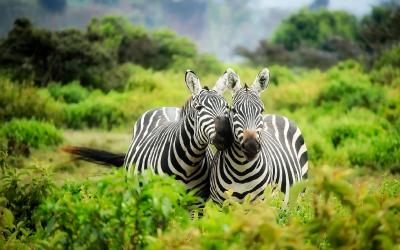 Masai Mara | zebras-1883654_1920