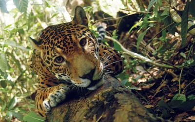 AMAZON FOREST - JAGUAR