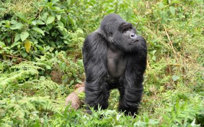 Rwanda | NP Volcanoes 