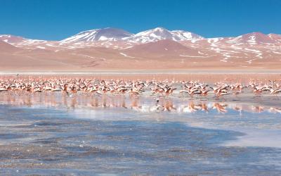 bolivia-laguna-colorada